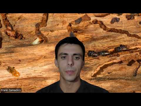 Guide to Quickly Selling a House with Costly Termite Damage | Pezon Properties